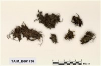 藏品(帶葉蘚)的圖片